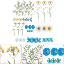 1bag Real Dried Pressed Flowers Natural Flower Bright Handmade Materials Will Not Fade Easily