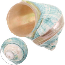 Natürliche Muscheln, Mittelmeer-Schneckenmuschel-Sammlung, Muscheln mit Meeresmotiven