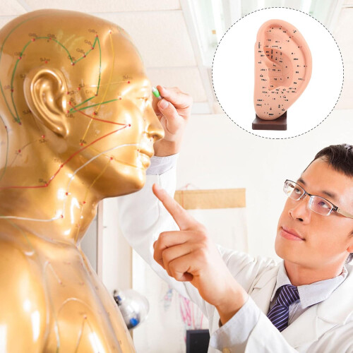 Ear Reflection Area Acupoint Mould Ear Teaching Model Base for Massage Model and Tool Display 1