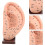 Ear Reflection Area Acupoint Mould Ear Teaching Model Base for Massage Model and Tool Display 6