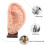 Ear Reflection Area Acupoint Mould Ear Teaching Model Base for Massage Model and Tool Display 8