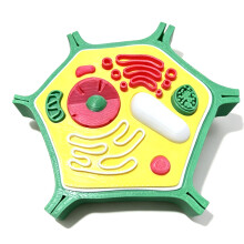 Plant Anatomy Model Plant Cell Model Plant Model-plant cells