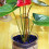 Support pour plantes grimpantes vertes pour le jardin 5