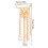 Elegante Perlen-Blumen-Fransen-Brosche, Legierung,-Gold 3