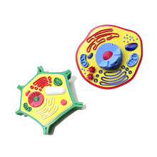 Plant Anatomy Model Plant Model Toy Teaching Aid Plant-suit