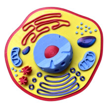 Modèle d'anatomie végétale, modèle de-les cellules animales