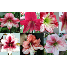 Amaryllis-Zwiebeln: Mehrjährige Pflanzen mit großen Blüten