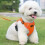 Adjustable Reflective Cat Harness and Leash Set 1 Pack 5