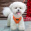 Adjustable Reflective Cat Harness and Leash Set 1 Pack 4
