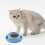 Pet Feeding Bowl Non-Slip Blue 5"W x 2"H 4