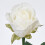 Hvit kunstig rose med lang stilk, 50 cm (1 stk.) 5