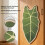 Durability Cats Scratch Pad Cats Wall-Alocasia macrorrhiza 6