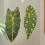 Durability Cats Scratch Pad Cats Wall-Alocasia macrorrhiza 7