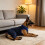 Manchons de pattes de chien pour la-M couleur graphite 3
