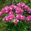 Gartenphlox, mehrjährige Pflanze, 1 Packung 1