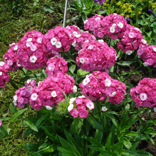 Gartenphlox, mehrjährige Pflanze, 1 Packung