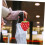 Cute Cartoon Suitcase Tags Creative Travel Bag Labels Adjustable Strap Durable Identifier Tags for Backpacks 4