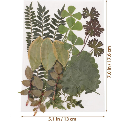 Real Dried Leaves 7 Patterns Natural Color Pressed Leaf Plants Specimen 1