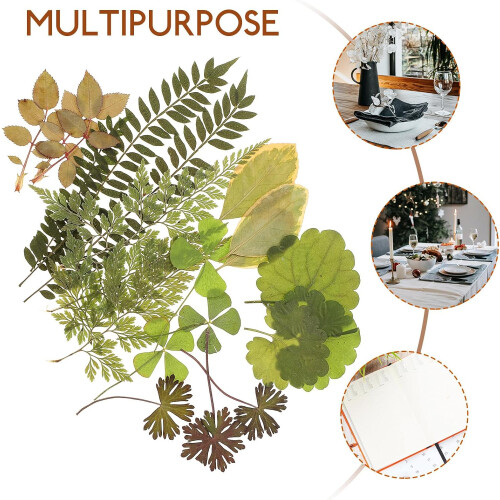 Real Dried Leaves 7 Patterns Natural Color Pressed Leaf Plants Specimen 2