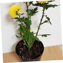 40pcs Flor Stakes Sticks Planta Apoio Stake Sticks