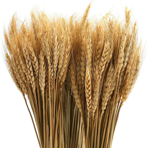 25 Talos de Trigo Seco Boêmio de 50cm