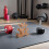 3-tier Dumbbell Rack Stand Plastic Small Weight Storage Organizer Holder 7