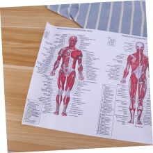 2-teiliges Anatomie-Poster mit Muskeldiagramm auf Leinwand, Wanddekoration für Zuhause, Schule, Krankenhaus, Esszimmer, Arbeitszimmer