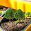 6Pcs Miniature Road Trees for Model Trains and Sand Table Scenery, 4.5Cm Simulation Tree Ornaments 8