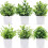 Planda potaithe eoclaipteis shaorga Yirtree 1