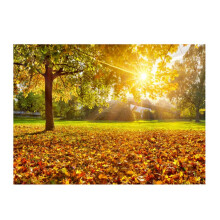 Tapisserie murale Rayons de soleil à travers les arbres (1 pièce)