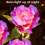 Solar Garden Lights LED Rose Design 6 Pack 7