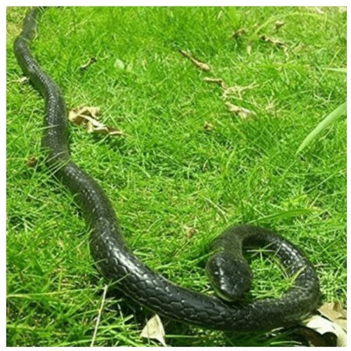 Serpiente de goma realista de 120 cm