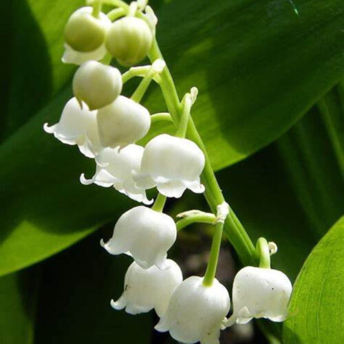 Maiglöckchen, kleine Gartenpflanze für draußen 1
