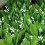 Maiglöckchen, kleine Gartenpflanze für draußen 3