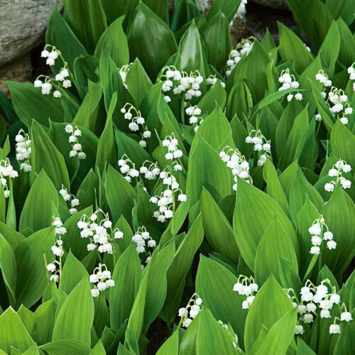 Maiglöckchen, kleine Gartenpflanze für draußen 2
