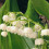Maiglöckchen, kleine Gartenpflanze für draußen 4