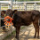Flexible Rubber Weaning Aid Allows Gentle Change For Growing-2 6