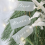 100 pcs Frosted Acrylic Seat Tags 5