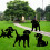 Drapeau de jardin double face en acrylique pour chien 3