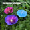 Piquets de jardin en forme de fleurs en fer, avec-Vert clair 5