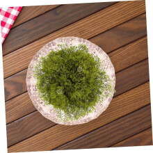 7 piezas de conchas de erizo de mar decorativas con bordes lisos para peceras y soportes colgantes para plantas.