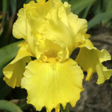 Bolgáin Iris le haghaidh Plandála, Iris Féasógach, Ilbhliantúil Éasca le Fás, Frithsheasmhach in aghaidh Fuar, Bláthanna Gearrtha Cumhra,