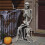 Decorazione scheletro di Halloween, 40 cm, in plastica snodabile 3