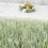 Jupe de table en taffetas vert sauge 427 cm x 74 cm 4