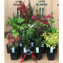 5X MIXED ESTABLISHED GARDEN SHRUBS HIGH QUALITY POTTED & HARDY By Direct Plants