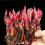 Peony Surprise Growing Kit Indoor Outdoor Spring Fall 2