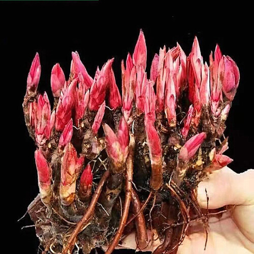 Peony Surprise Growing Kit Indoor Outdoor Spring Fall 1