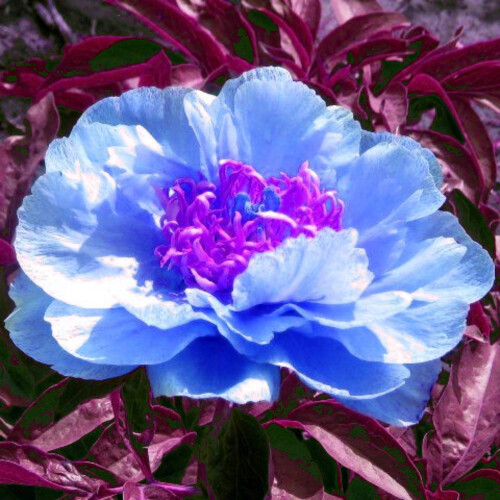 Peony Bulbs for Outdoor Gardens - 1 Pack