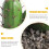 Artificial Cactus Bonsai Plant Set – 2 Pack 4