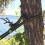 Nylon Tree Hammock Straps 1000D 2-Pack 2